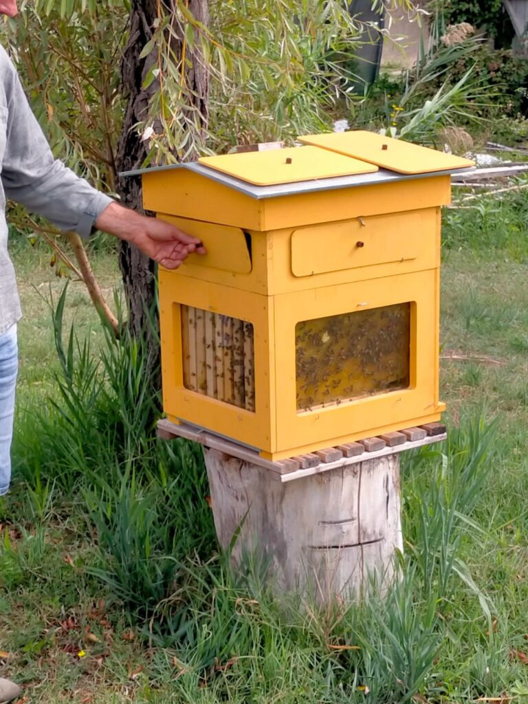 Un'arnia gialla dell'apiario scuola, aperta per guardare le api