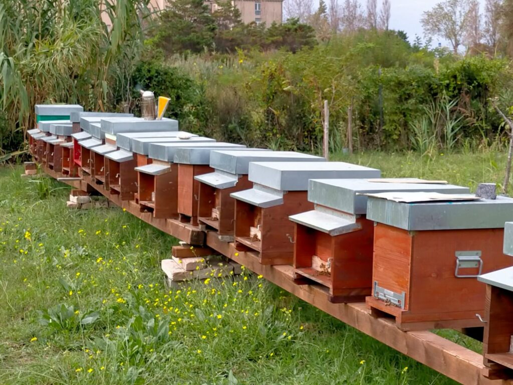 La lunga fila di arnie agli Alberoni, tra canne e vegetazione