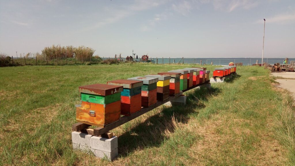 Una fila di arnie colorate sul prato a Pellestrina, con il mare sullo sfondo