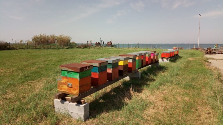 Una fila di arnie colorate sul prato a Pellestrina, con il mare sullo sfondo