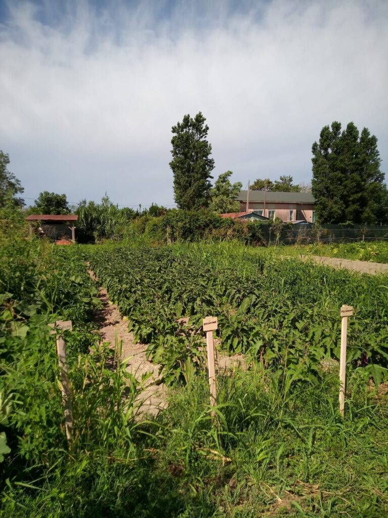 Le file di melanzane in campo aperto, con i cartellini di legno, i pioppi e una casa sullo sfondo