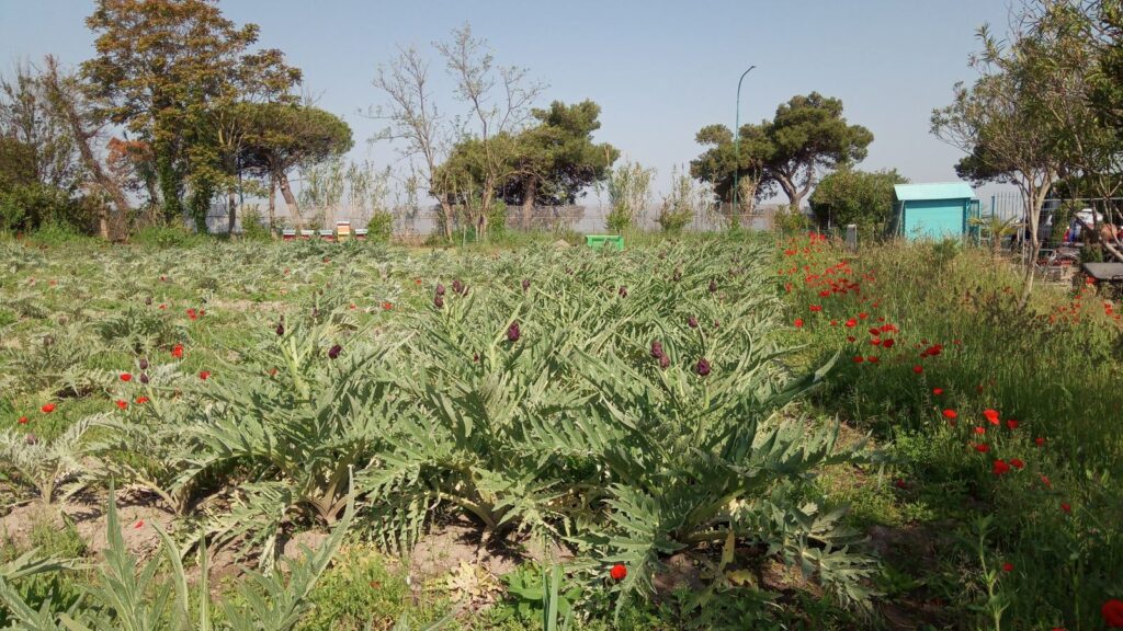La carciofaia a pieno campo, con papaveri e pini sullo sfondo