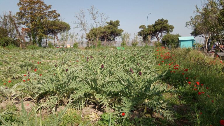La carciofaia a pieno campo, con papaveri e pini sullo sfondo